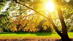 Landscapes sun Trees