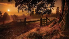 Landscapes sun Trees farms