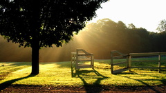 Landscapes sun Trees meadows