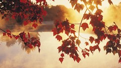 Landscapes sunrise autumn mist