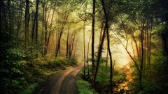 Landscapes sunrise creek nature Trees Green Plants roads 