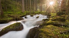 Landscapes sunrise creek nature Trees water Green moss sun rays 