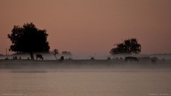 Landscapes sunrise fog