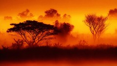 Landscapes sunrise fog nature morning Thailand forests