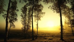 Landscapes sunrise fog nature Trees dawn mist fields
