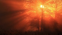 Landscapes sunrise fog nature Trees glowing