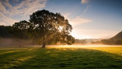 Landscapes sunrise fog nature Trees grass early morning soft 