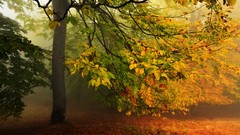 Landscapes sunrise fog nature Trees Green orange autumn leaves 