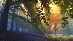 Landscapes sunrise fog nature Trees yellow blue Green orange 