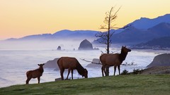 Landscapes sunrise nature Animals Oregon elk rocks Parks state