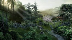 Landscapes sunrise nature forests