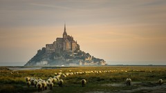Landscapes sunrise nature grass Animals France sheep Castles