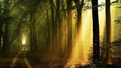 Landscapes sunrise nature sadness pathway forests
