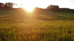 Landscapes sunrise nature sun fields
