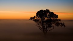 Landscapes sunrise nature Trees