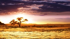 Landscapes sunrise nature Trees african deserts