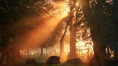 Landscapes sunrise nature Trees forests