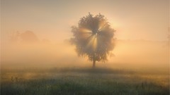 Landscapes sunrise nature Trees grass sun light mist sunlight