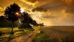 Landscapes sunrise nature Trees sad fields