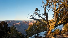 Landscapes sunrise nature Trees snow canyon