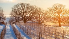 Landscapes sunrise nature Trees snow winter