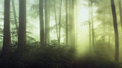 Landscapes sunrise nature Trees trail Plants spring mist 