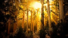 Landscapes sunrise nature Trees yellow Green forests sunbeams