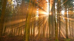 Landscapes sunrise Rays nature Trees forests