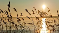Landscapes sunrise reed fog nature early morning natural scenery
