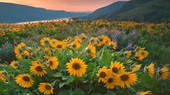 Landscapes sunrise Sunflowers Oregon Tom