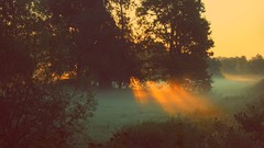 Landscapes sunrise sunset nature Trees dawn fields sunlight