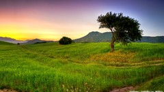 Landscapes sunrise Trees