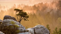 Landscapes sunrise Trees switzerland rocks mist