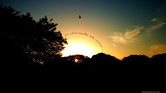 Landscapes sunset Birds natural souls natasoinomed