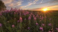 Landscapes sunset clouds alberta Wildflowers