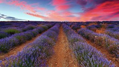 Landscapes sunset clouds lavender fields skies