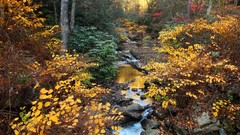 Landscapes sunset creek leaves nature Trees yellow water red 
