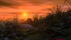 Landscapes sunset fantasy water lily pads