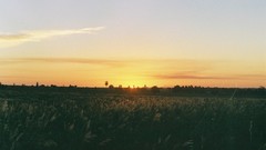 Landscapes sunset fields