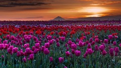 Landscapes sunset Flowers nature clouds red hills Green tulips 