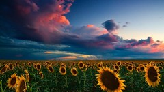 Landscapes sunset Flowers nature clouds summer