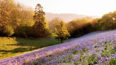 Landscapes sunset Flowers nature fields