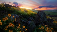 Landscapes sunset Flowers nature grass yellow blue clouds 