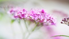 Landscapes sunset Flowers nature Mountains ocean Aircraft ice 