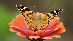 Landscapes sunset Flowers nature Mountains ocean Aircraft ice 