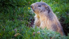 Landscapes sunset Flowers nature Mountains ocean Aircraft ice 