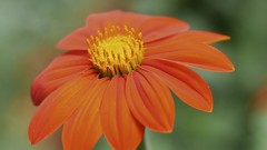 Landscapes sunset Flowers nature Mountains ocean Aircraft ice 