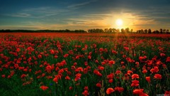 Landscapes sunset Flowers nature Poppies