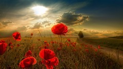 Landscapes sunset Flowers nature Poppies