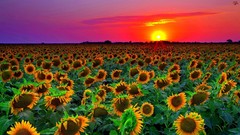 Landscapes sunset Flowers nature Sunflowers fields